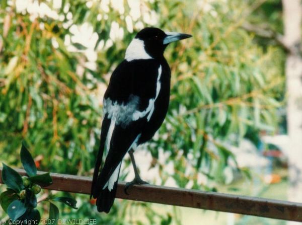 Australian Magpie (Gymnorhina tibicen)