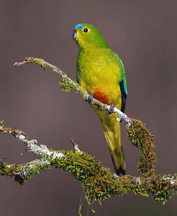normal_orange-bellied-parrot.jpg