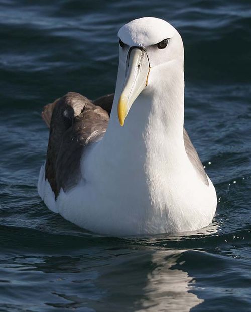 Australian Albatross