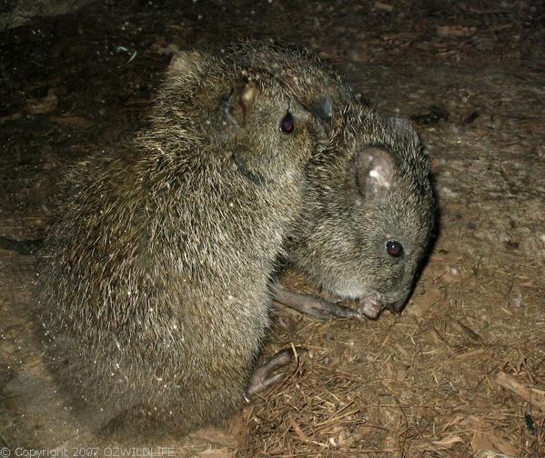 Brown Bandicoot