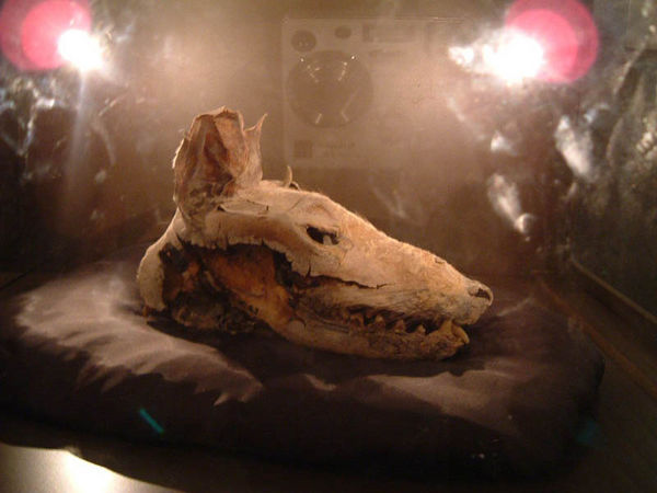 Thylacine Skull
