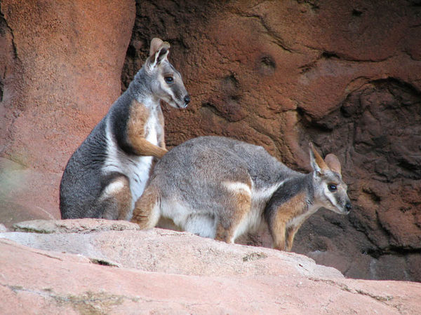 http://www.ozanimals.com/image/albums/australia/Mammal/normal_Z-guppiecat-yellowrock.jpg