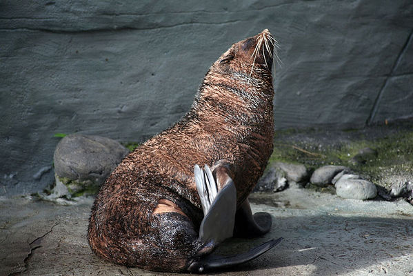 Australian Fur Seal Arctocephalus Pusillus