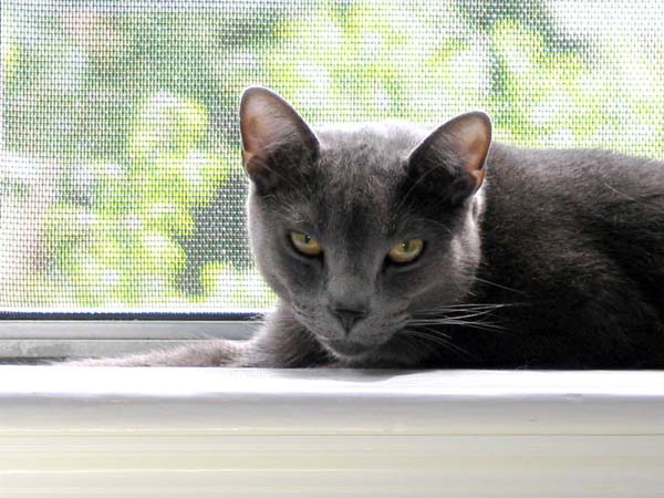 long hair russian blue. Russian Blue Cat photo