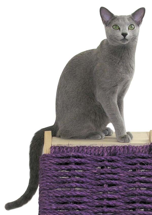 long hair russian blue. Russian Blue Cat photo