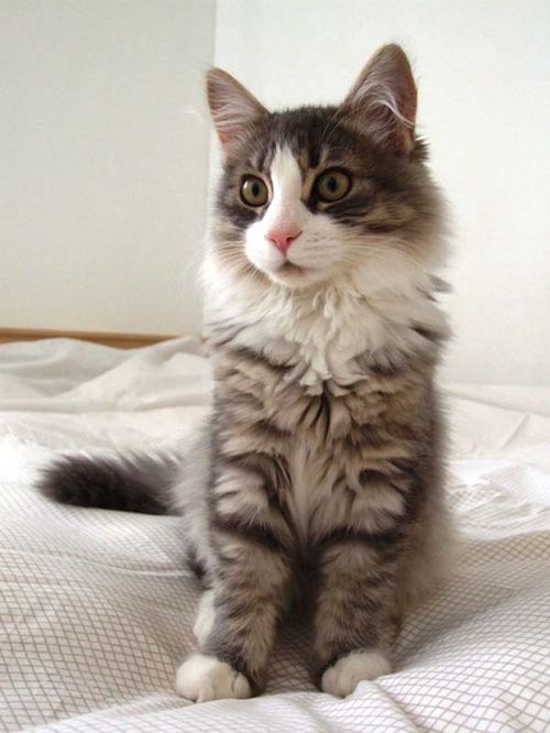 Siberian Cat photo