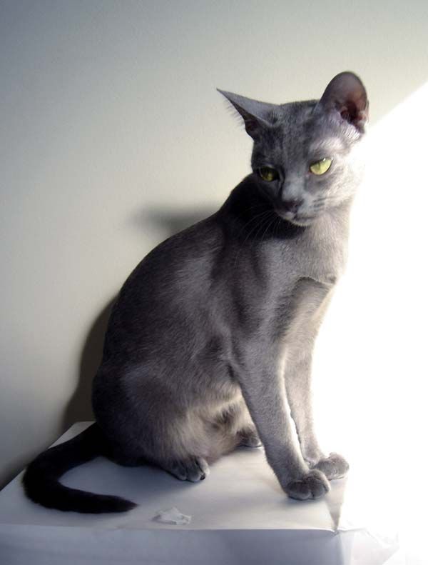 Korat Cat  Cat Breed