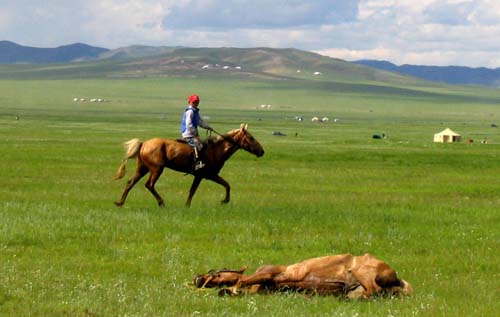 Mongolian Horse 