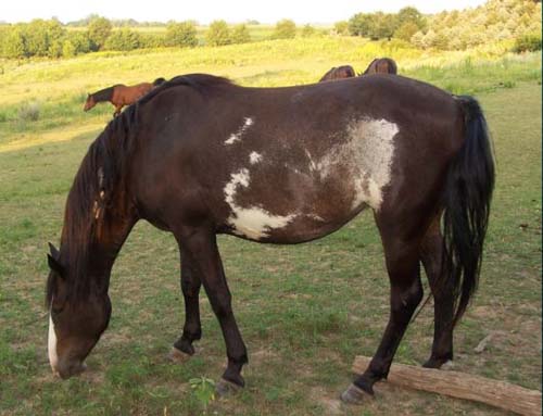 Spanish Mustang 