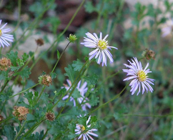 Calotis Cuneifolia