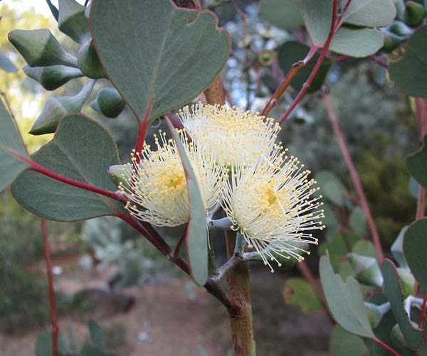 Eucalyptus Orbifolia Round Leaved Mallee