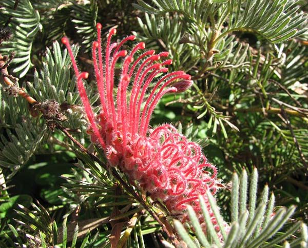 Australian Native Ferns