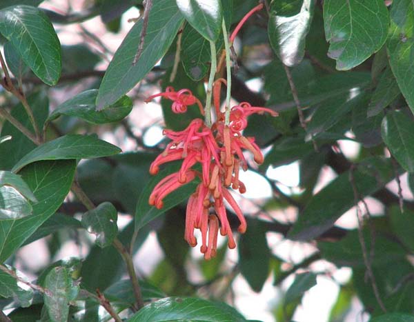 Native Plants Victoria