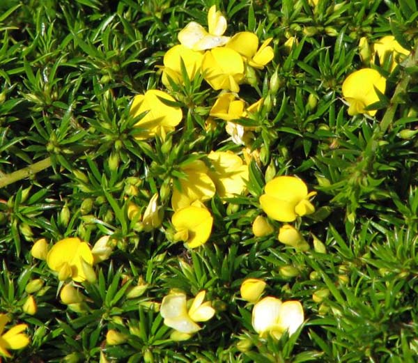 Pultenaea Pedunculata Matted Bush Pea 1747