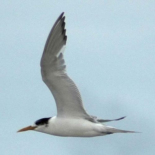 Crested Tern | Sterna bergii photo