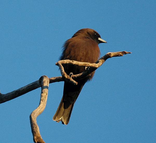 Little Woodswallow | Artamus minor photo