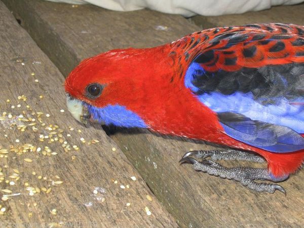 Crimson Rosella | Platycercus elegans photo