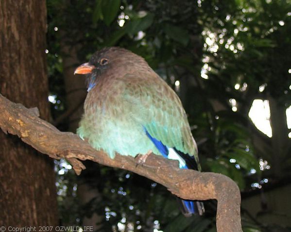 Dollarbird | Eurystomus orientalis photo