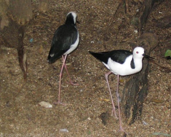 Black-winged Stilt | Himantopus himantopus photo