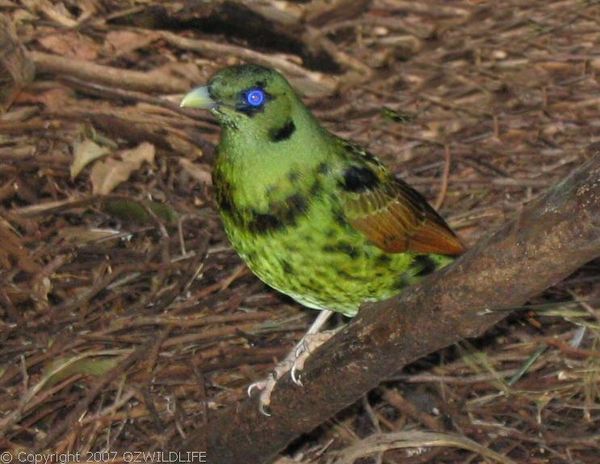 Satin Bower Bird | Ptilonorhynchus violaceus photo