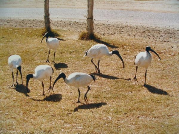 Australian White Ibis | Threskiornis molucca photo