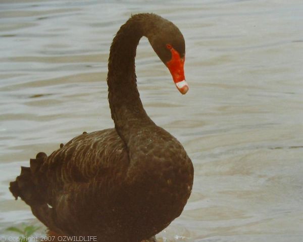 Black Swan | Cygnus atratus photo