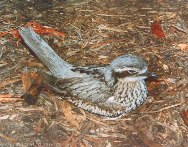 Bush Stone-curlew | Burhinus grallarius photo