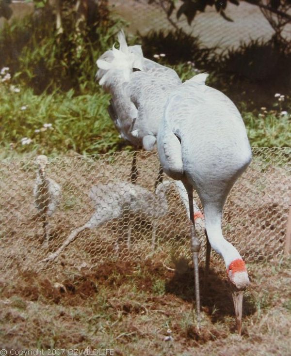 Brolga | Grus rubicunda photo