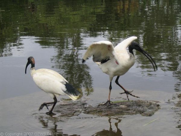 Australian White Ibis | Threskiornis molucca photo