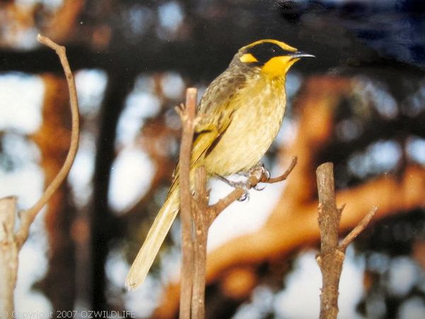 Yellow-tufted Honeyeater | Lichenostomus melanops photo