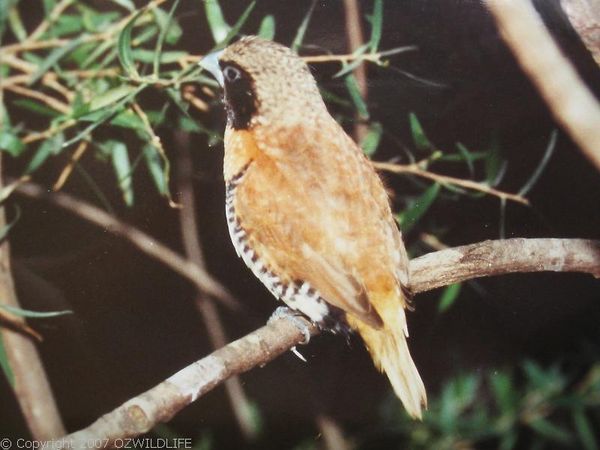 Chestnut-breasted Mannikin | Lonchura castaneothorax photo