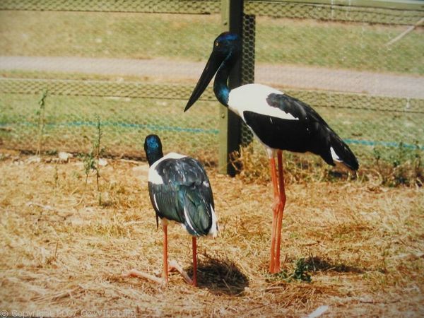 Jabiru | Ephippiorhynchus asiaticus photo