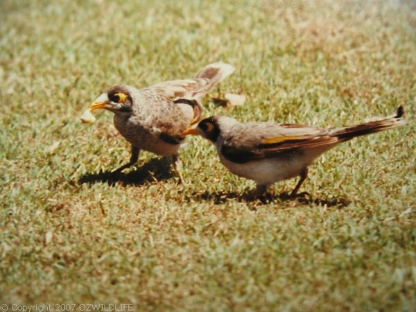 Noisy Miner | Manorina melanocephala photo