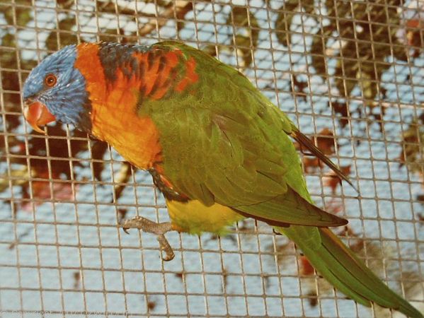 Red-collared Lorikeet | Trichoglossus rubritorquis photo