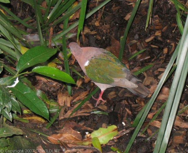 Green-winged Pigeon | Chalcophaps indica photo