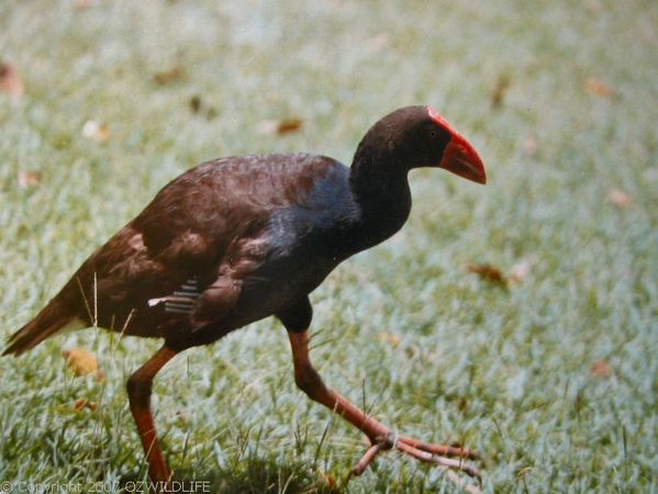 Purple Swamphen | Porphyrio porphyrio photo