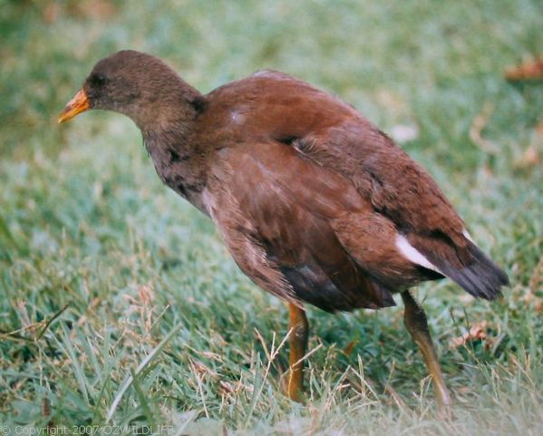 Dusky Moorhen | Gallinula tenebrosa photo