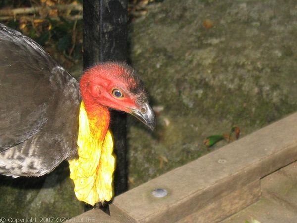 Australian Brush-turkey | Alectura lathami photo