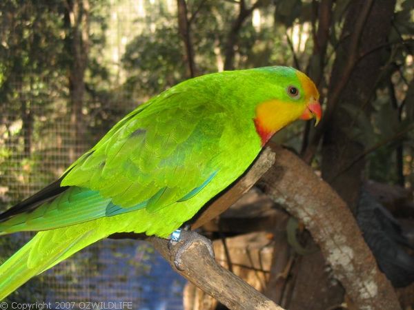 Superb Parrot | Polytelis swainsonii photo