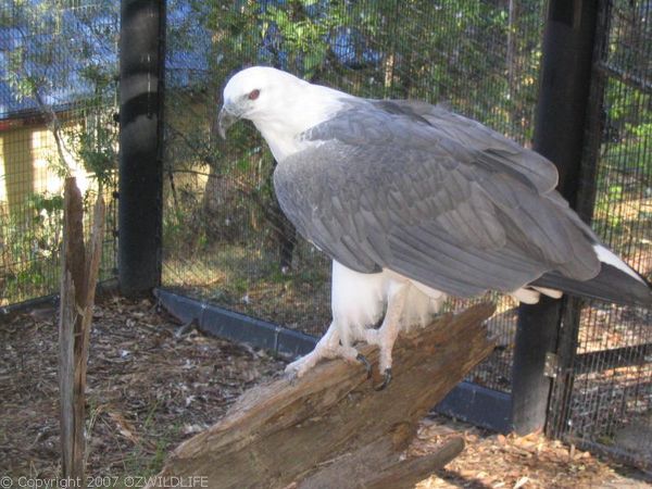 White-bellied Sea-Eagle | Haliaeetus leucogaster photo