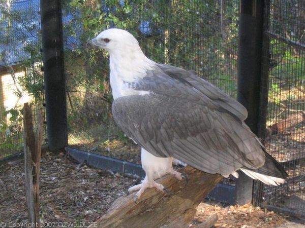 White-bellied Sea-Eagle | Haliaeetus leucogaster photo