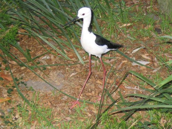 Black-winged Stilt | Himantopus himantopus photo