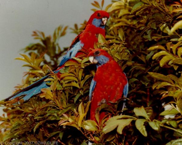 Crimson Rosella | Platycercus elegans photo