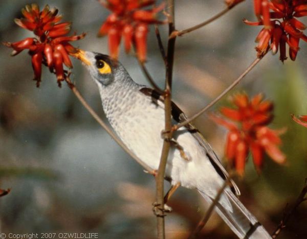 Noisy Miner | Manorina melanocephala photo