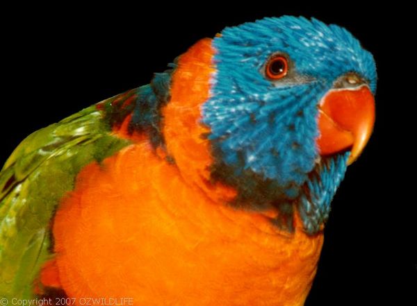 Red-collared Lorikeet | Trichoglossus rubritorquis photo