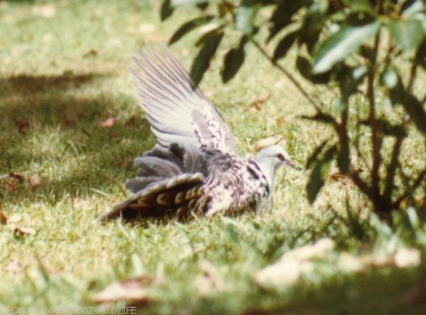 Wonga Pigeon | Leucosarcia melanoleuca photo