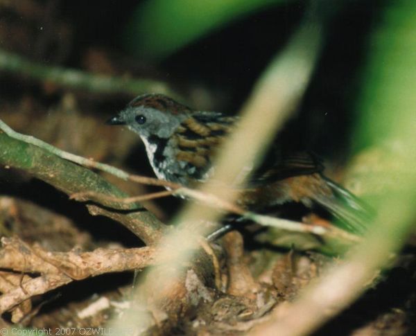 Southern Logrunner | Orthonyx temminckii photo