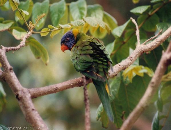 Rainbow Lorikeet | Trichoglossus haematodus photo