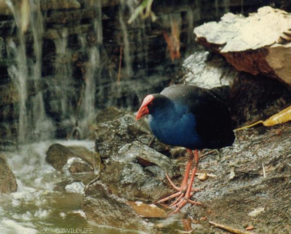 Purple Swamphen | Porphyrio porphyrio photo