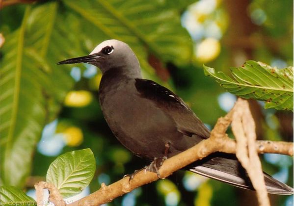 White-capped Noddy | Anous minutus photo